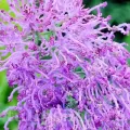 Bulbi Muscari Plumosum