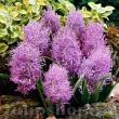 bulbi muscari plumosum mov pufos 110x110