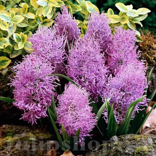 Bulbi Muscari Plumosum bulbi muscari plumosum mov pufos