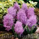 Bulbi Muscari Plumosum bulbi muscari plumosum mov pufos