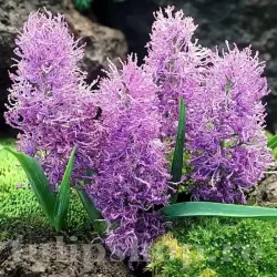 Bulbi Muscari Plumosum