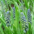 Bulbi Muscari Saffire