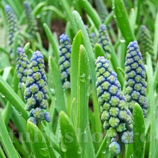 bulbi muscari saffier albastru inchis