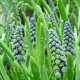 bulbi muscari saffier albastru inchis