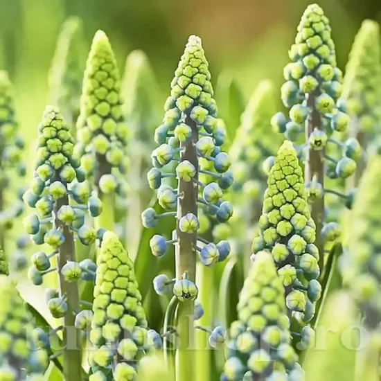 bulbi muscari saffier plantare gradina
