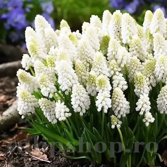 Bulbi Muscari White Magic bulbi muscari white magic alb