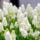Bulbi Muscari White Magic bulbi muscari white magic plantare gradina
