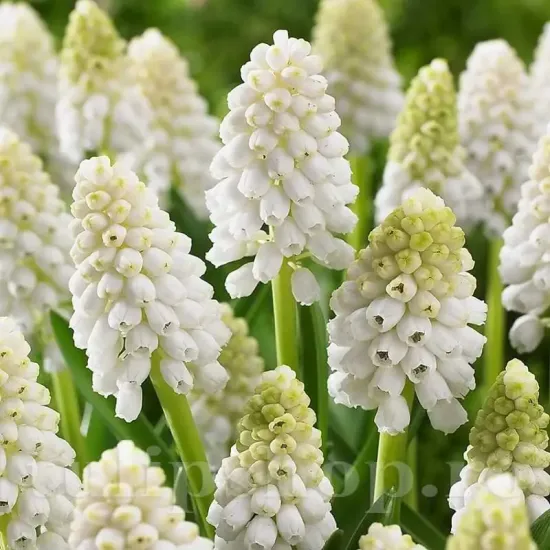 bulbi muscari white magic1