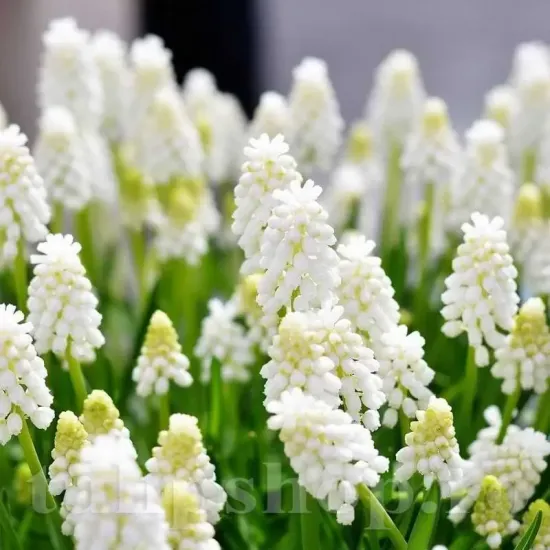 bulbi muscari white magic2