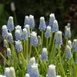 Bulbi Muscari Peppermint muscari armeniacum peppermint bulbi iacint struguri 110x110