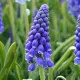 muscari armeniacum zambile strugurasi