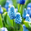 Bulbi Muscari Azureum muscari azureum zambile strugurasi floare 110x110