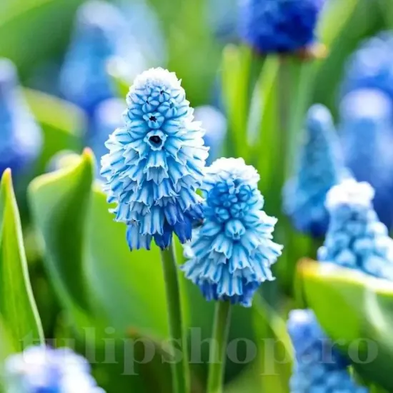 Bulbi Muscari Azureum muscari azureum zambile strugurasi floare