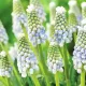 muscari babys breath zambile strugurasi