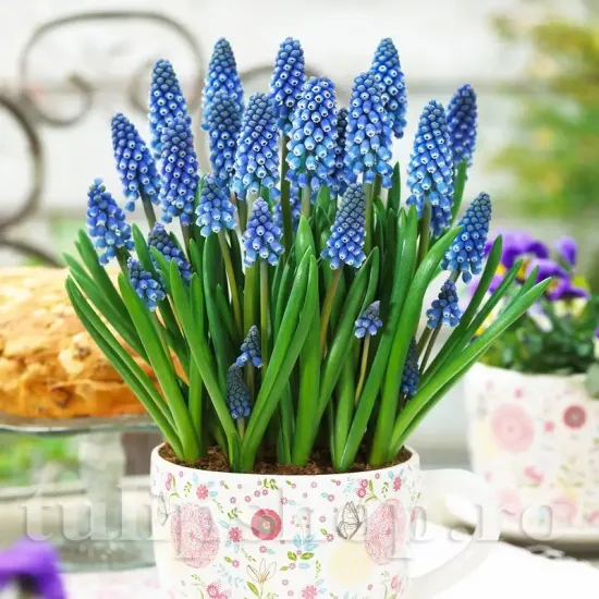 Bulbi Muscari Big Smile muscari big smile bulbi zambile motate