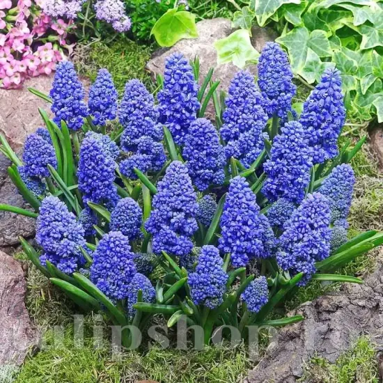 muscari blue spike zambile strugurasi dubli