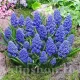 muscari blue spike zambile strugurasi dubli
