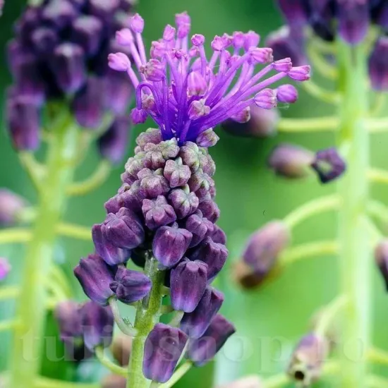 Bulbi Muscari Comosum muscari comosum flori violet franjurate detaliu