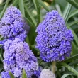 Bulbi Muscari Fantasy Creation muscari fantasy creation bulbi duble parfumate 110x110