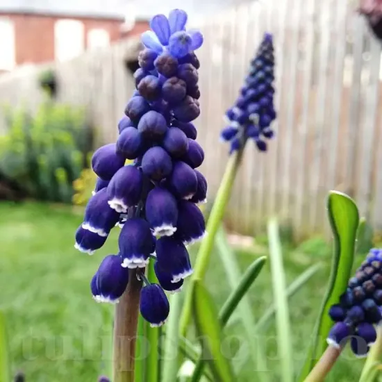muscari joyce spirit zambile strugurasi