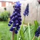 muscari joyce spirit zambile strugurasi