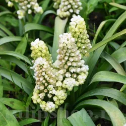 Bulbi Muscari Lady Madonna Bulbi Muscari Lady Madonna