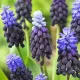 muscari latifolium zambile strugurasi bicolori