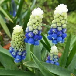 Bulbi Muscari Mountain Lady Bulbi Muscari Mountain Lady