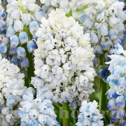 Bulbi Muscari Nature's Beauty