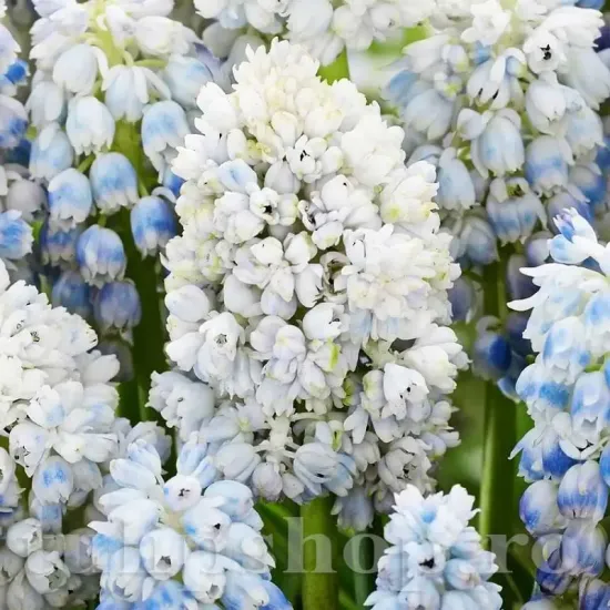 muscari natures beauty zambile strugurasi