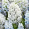 Bulbi Muscari Nature's Beauty