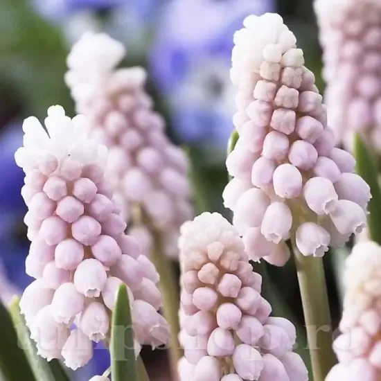 Bulbi Muscari Pink Sunrise muscari pink sunrise zambile strugurasi roz