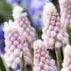 Bulbi Muscari Pink Sunrise muscari pink sunrise zambile strugurasi roz