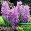 muscari plumosum zambile strugurasi cresti 110x110