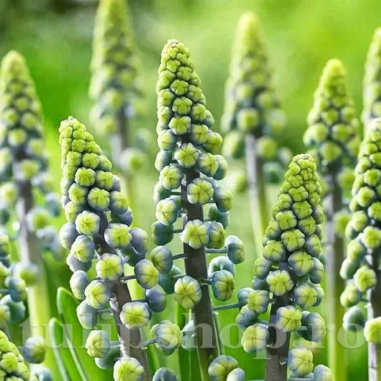 muscari saffier zambile strugurasi rezistenti