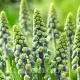 muscari saffier zambile strugurasi rezistenti