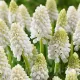 Bulbi Muscari White Magic muscari white magic zambile strugurasi albi