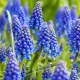 pachet bulbi muscari armeniacum tulip shop