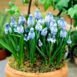 Bulbi Muscari Azureum pachet bulbi muscari azureum tulip shop 110x110