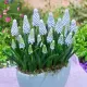 pachet bulbi muscari babys breath tulip shop