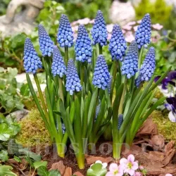 Bulbi Muscari Big Smile Bulbi Muscari Big Smile