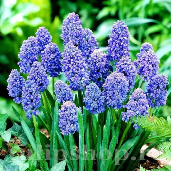 pachet bulbi muscari blue spike tulip shop