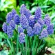 pachet bulbi muscari blue spike tulip shop