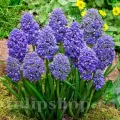 Bulbi Muscari Fantasy Creation