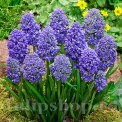 Bulbi Muscari Fantasy Creation