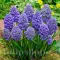 Bulbi Muscari Fantasy Creation