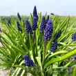 Bulbi Muscari Joyce Spirit pachet bulbi muscari joyce spirit tulip shop 110x110