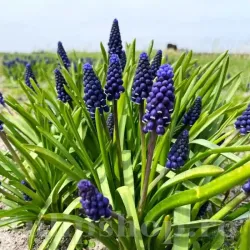 Bulbi Muscari Joyce Spirit Bulbi Muscari Joyce Spirit
