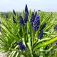 pachet bulbi muscari joyce spirit tulip shop