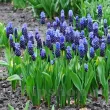pachet bulbi muscari latifolium tulip shop 110x110